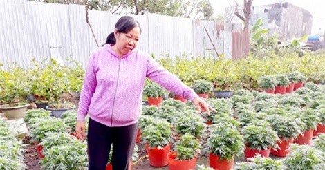 Thu lãi cao từ trồng bí lấy đọt