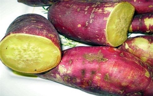 Trồng khoai Lệ Cần cho lợi nhuận 80 triệu đồng/ha