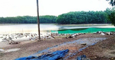 Kinh hãi phát hiện hơn 1.200 con vịt chết như ngả rạ