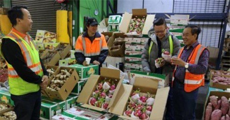 Mở rộng danh mục trái cây Việt Nam nhập vào thị trường Nhật Bản 