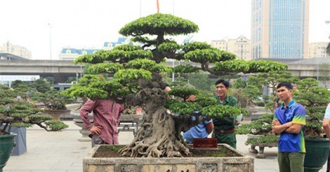 Sanh cổ "Dấu ấn thời gian" của đại gia Hà thành đẹp cỡ nào mà có giá 8 tỷ đồng?