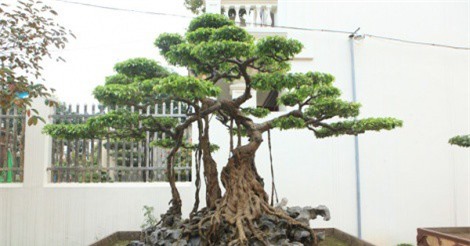 Sanh cổ "nỏ thần" vua Bảo Đại từng chơi giá hàng chục tỷ ở Phú Thọ