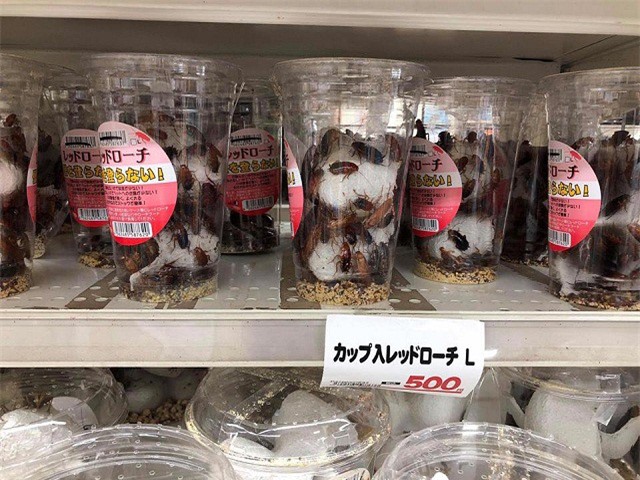 Teen Việt hò nhau bắt gián sang Nhật Bản buôn bán làm giàu sau khi thấy cảnh tượng này