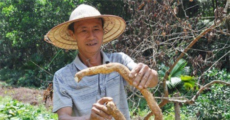 "Thuần hoá" giống khoai củ dài 4m, lão nông lãi trăm triệu mỗi năm