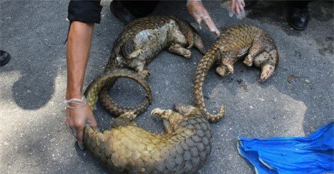 Ăn nhậu động vật quý hiếm tại Việt Nam, một lãnh đạo doanh nghiệp của Trung Quốc bị sa thải