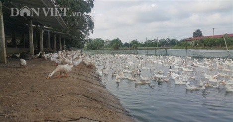 Làm giàu ở nông thôn: Nuôi vịt nhàn lại rủng rỉnh tiền tiêu