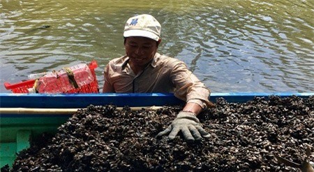 Mưu sinh mùa nắng: Ra sông cào hến trâu, kiếm 500 ngàn/ngày