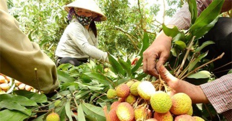 Người dân Quảng Ninh kiếm hàng trăm triệu từ vải lai