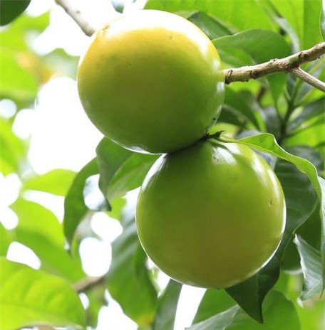 "Phát sốt" với giống vú sữa lạ: Trái chín vàng bóng, ra quả quanh năm