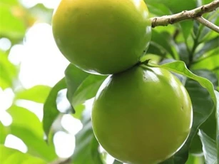 "Phát sốt" với giống vú sữa lạ: Trái chín vàng bóng, ra quả quanh năm