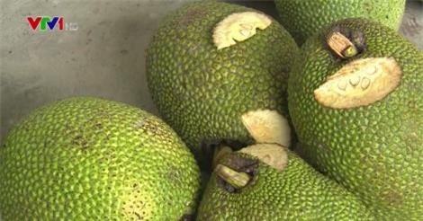 Thương lái ngừng thu mua, giá mít Thái giảm mạnh