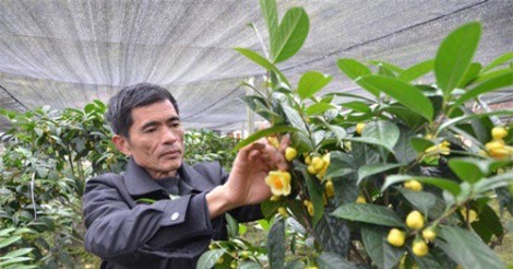 Trồng "vàng xanh" trên đất cằn, bán hoa 22 triệu/kg, lá 300 ngàn/kg