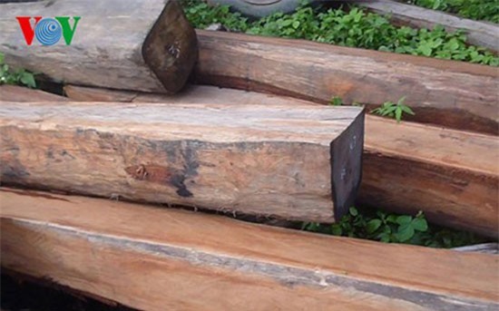 Bình Thuận: Công khai phá rừng phòng hộ để bán đất