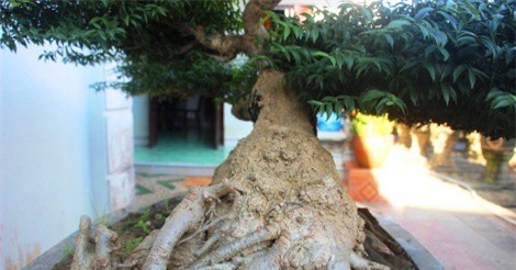 Mê mẩn với "siêu phẩm" mai chiếu thủy mang tài lộc cho đại gia đất võ