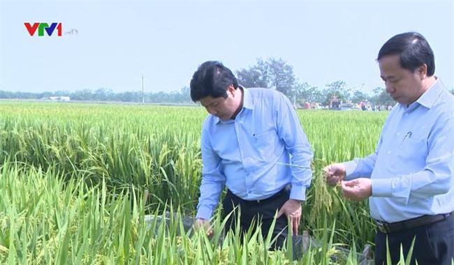 Miền Bắc dự báo được mùa lúa Đông Xuân