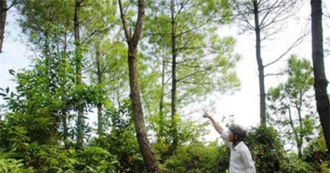 Khai quật tử thi kế toán treo cổ tại đồi thông ở Nghệ An