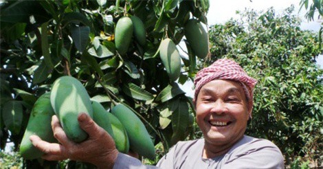 An Giang xuất khẩu lô xoài ba màu đầu tiên vào thị trường Úc