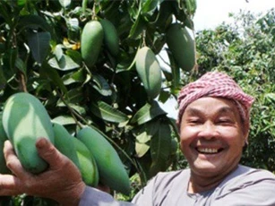 An Giang xuất khẩu lô xoài ba màu đầu tiên vào thị trường Úc