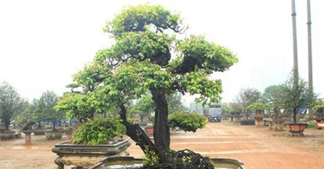 "Cụ" khế "Phụ tử" của đại gia Phú Thọ có gì đẹp mà đội giá lên 5 tỷ đồng?