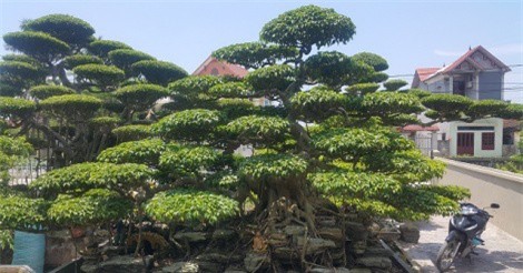 Giới sinh vật cảnh "bấn loạn" vì gốc sanh giá 1 tỷ đồng của lão nông Nam Định