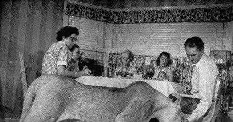 Tò mò xem người Mỹ nuôi sư tử như nuôi mèo năm 1955