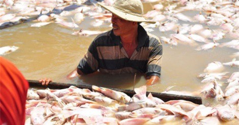Vụ cá bè chết hàng loạt: 2 nhà máy trong khu vực vô can?