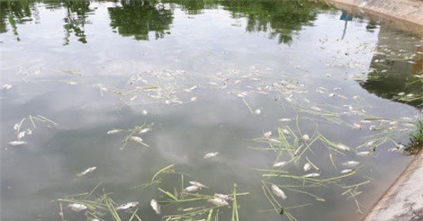 Cá chết “trắng”, nông dân Kon Tum rơi vào cảnh điêu đứng