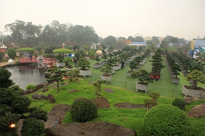 "Lác mắt" với vườn tùng triệu USD của đại gia Thái Nguyên