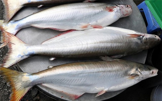 Nuôi cá bông lau, lãi nửa tỷ mỗi năm