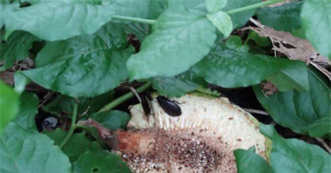 Sữa gián có thể trở thành siêu thực phẩm giàu dinh dưỡng