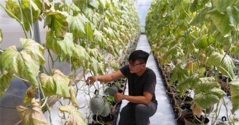 Trồng dưa lưới Nhật lãi trăm triệu mỗi tháng ở Sài Gòn
