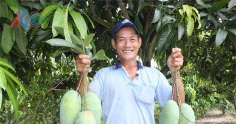 Bán xoài 3 màu Việt Nam sang Úc, Mỹ, bớt lệ thuộc "chợ" Trung Quốc