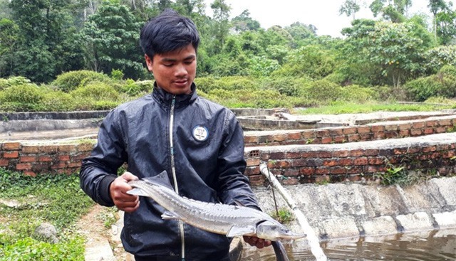 Cá tầm Việt “chết yểu” vì cá tầm Trung Quốc