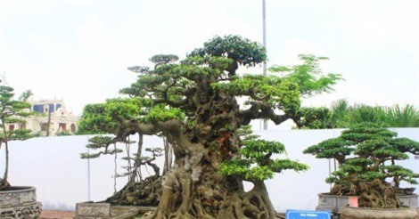 Đã mắt ngắm siêu phẩm sanh "Tiên lão giáng trần" giá 10 tỷ đồng của đại gia Hà Nội