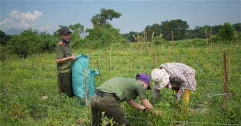 Doanh nghiệp đưa xe từ Sài Gòn ra Huế 'giải cứu' ớt