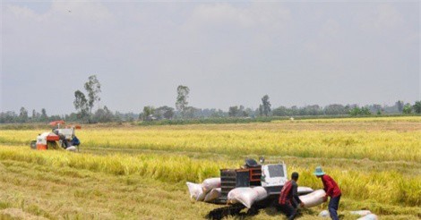 Vụ Đông Xuân 2017-2018, miền Bắc được mùa toàn diện