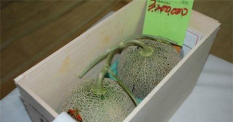 Cặp dưa lưới có giá bằng cả chiếc ôtô tại Nhật