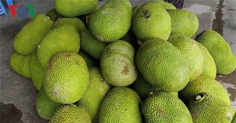 Giá mít giảm mạnh khiến nhà vườn khốn đốn