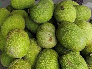 Giá mít giảm mạnh khiến nhà vườn khốn đốn
