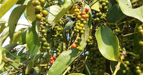 Không có việc nông dân phá tiêu còn tốt để bán rễ