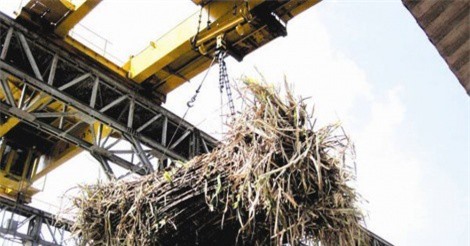 Ngành mía đường: Cần tái cơ cấu để đủ sức ‘chạy đường dài'