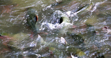 Những bí ẩn kinh dị về cặp 'cá ma' khổng lồ thoắt ẩn thoắt hiện trong hang đá Thanh Hóa