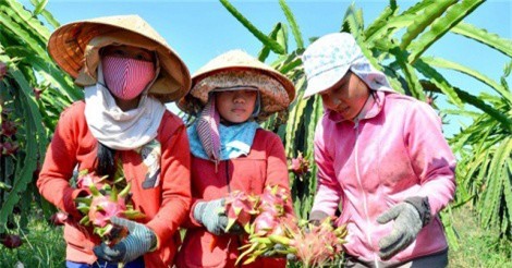 Bất thường: Doanh nghiệp bất động sản “lấn sân” sang ngành nông sản