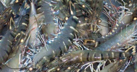 Giá tôm nguyên liệu giảm mạnh