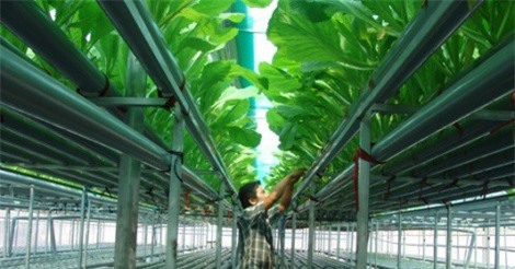 Lạ mắt vườn rau 2 tầng, có nhõn 360m2 nhưng thu tới 2 tấn rau/tháng