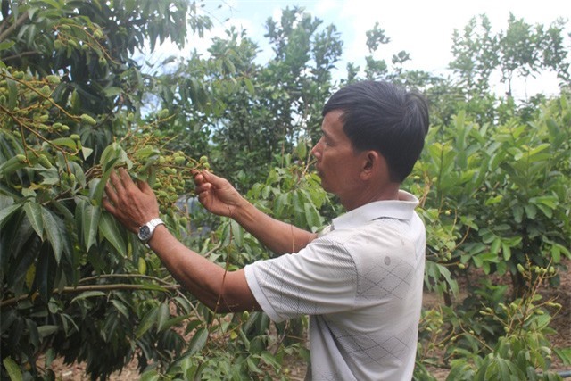 Lão nông "đút túi" nửa tỷ đồng mỗi năm từ vùng "đất chết"