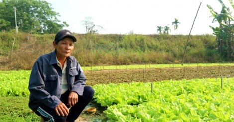 Mỗi tháng thu vài chục triệu đồng nhờ trồng rau an toàn