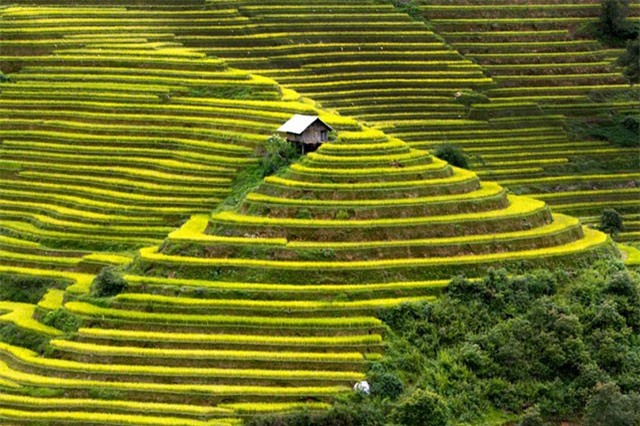 Rạo rực trước vẻ đẹp của những cánh đồng ruộng bậc thang ở Mù Cang Chải
