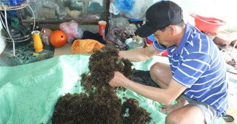 Thu nhập hàng chục triệu đồng nhờ rong biển