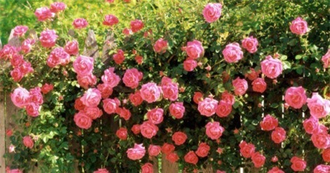 Clip: Tránh nóng ở thung lũng hoa bên chân núi Fansipan